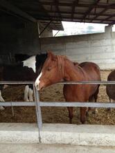 Agriturismo Adriana Tarantani