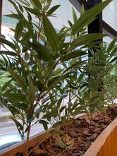 Rei Da Esfiha Gourmet