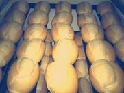 Panificadora Jardim Tropical