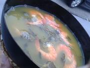 Rodolfo Chermont Mob's