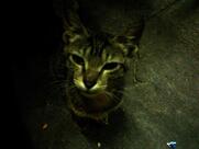 Cigarreira Espaço Livre