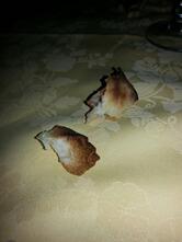 Le Forche Ristorante Pinseria