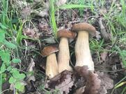 Ristorante L'Usignolo