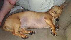 Doce Morena Bistrô e Café