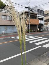 金精軒 本店