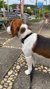 Amoratto Sorvetes Artesanais - Gelateria Jurerê