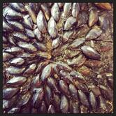 L'Escale de L'Huître