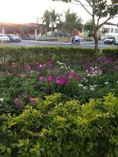 Caldo De Cana Beijinho Doce