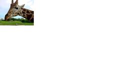 Xodómix - Sorveteria & Lanchonete