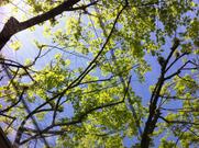 Trattoria Basso Isonzo