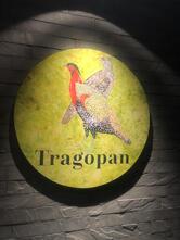 Tragopan
