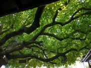 Бистро ОРЕХА Царево