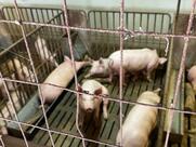 Agriturismo la Fiorida