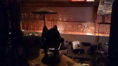 Bar bAcio