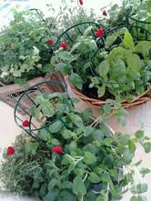 Ristorante Piermarini