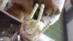 Sorveteria José de Sofia