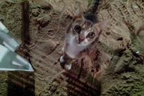 Açougue Público Caicó