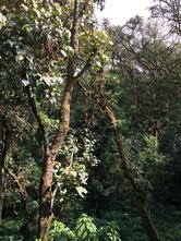 Coffee Blossom Restaurant