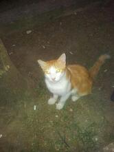 Trattoria Del Pesce Povero