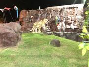 Cascata Pizzaria - Paraviana