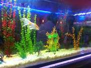 Café Pizzeria Restaurant La Italiana