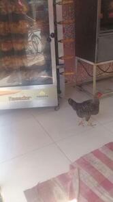 Restaurante Paulista Betânia