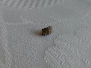 Слънце Луна