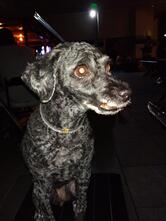 Stand Ipa Burger Bar