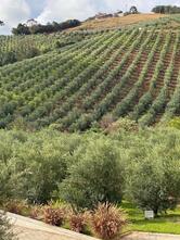 Casa Grappolo - Azeite Fio de Ouro - Restaurante Maria da Fé - Itajubá