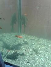 Kid Chips - Batataria