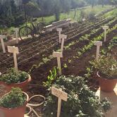 Trattoria "Terra Madre"