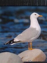 Le Droguene Marie-Joelle