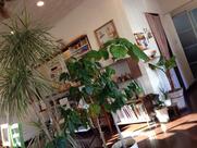 マルホ カフェ (maruho cafe)