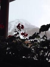 I Larici