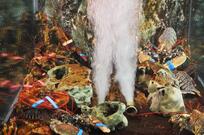 Le Bonheur de Chine Restaurant Chinois Gastronomique