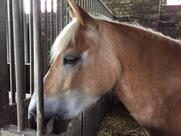 Mowwe Restaurant & Café