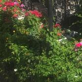 Le Tipaza Montrouge (92)