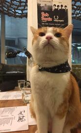 Toast Chat