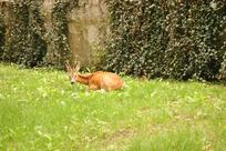 La Tagliolina - Ristorante e locanda