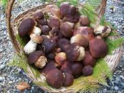 Trattoria Le Mossacce