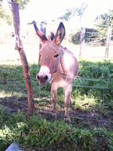 Bar.Elli Dall'Antipasto Al Caffe' Tabacchi Bar