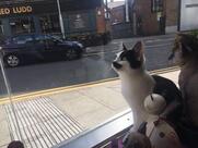 Kitty Café