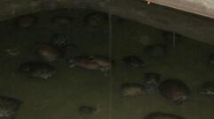 Peixaria Morada do Peixe