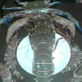 Matshyagandha lunch home