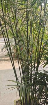 The Brown Box Bakery cafe