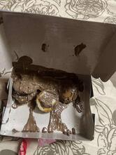 New York Waffles and Dinges