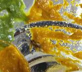 Chillies N Chimneys Restaurant - Hotel Doon Regency