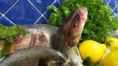 Il Mare di Terracina