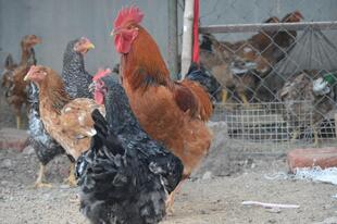 The Indian Chicken Center