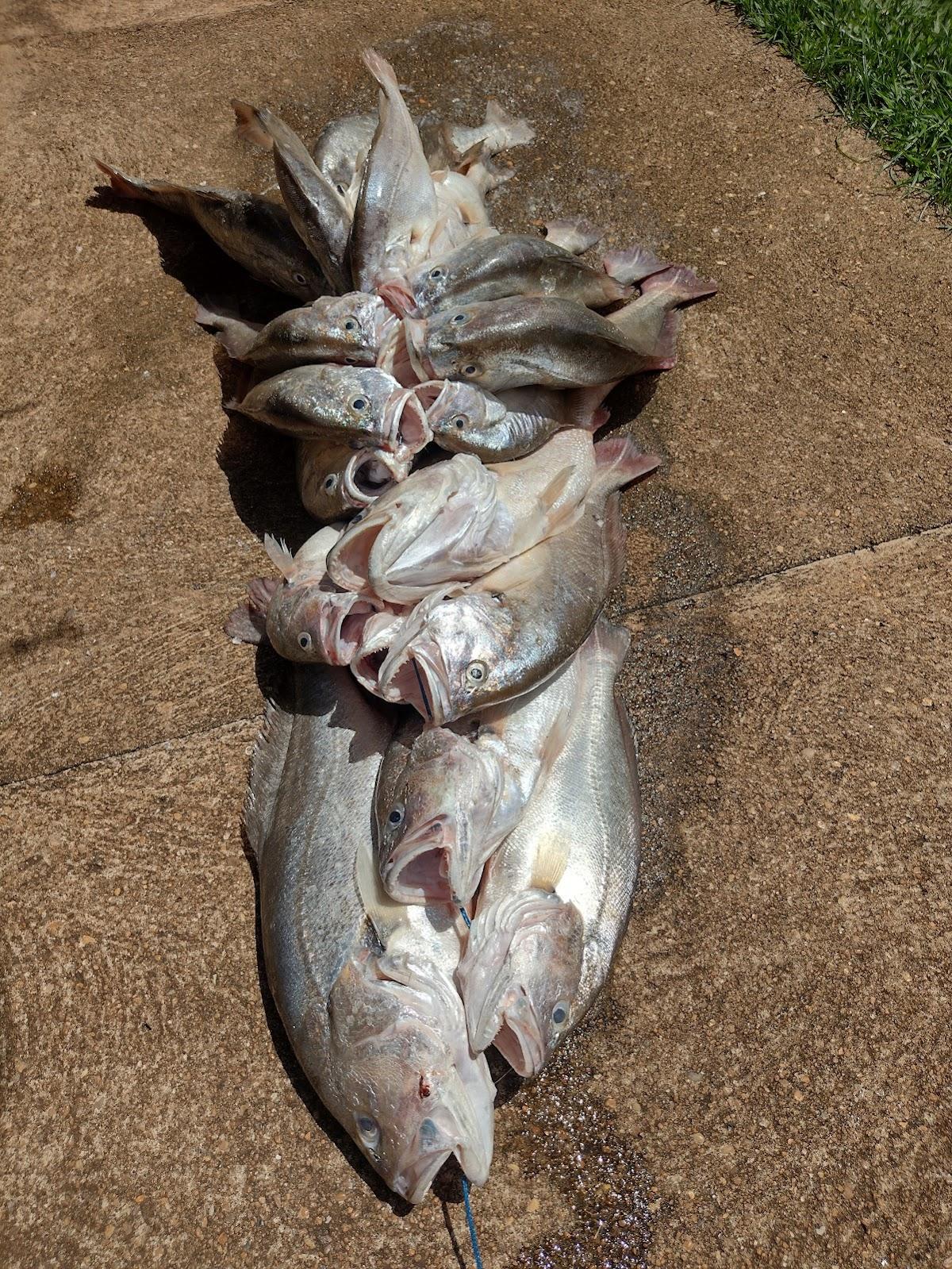 Trailer Império Do Peixe